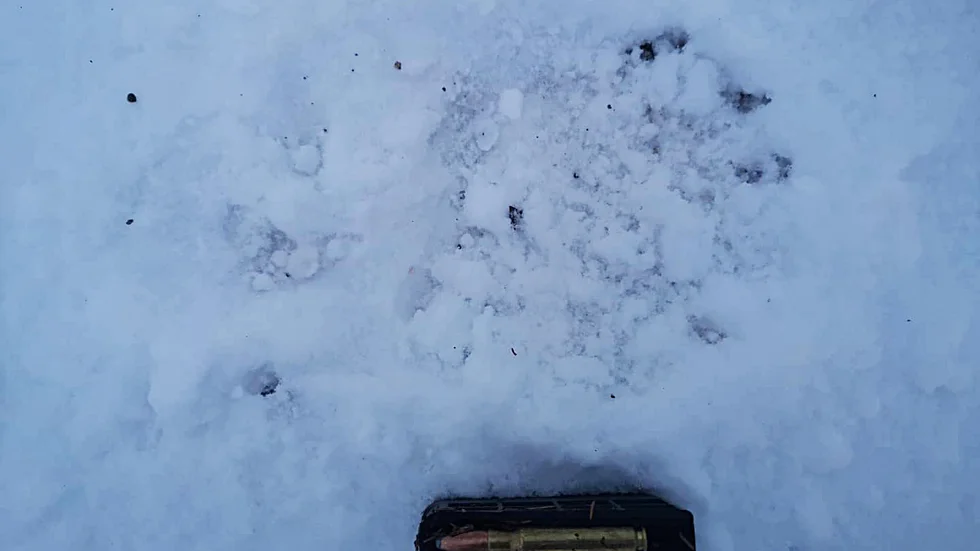 Spåren och vittnesmålen visar att det var en stor björn som vaknat. Magasinet är med på bild som jämförelse.