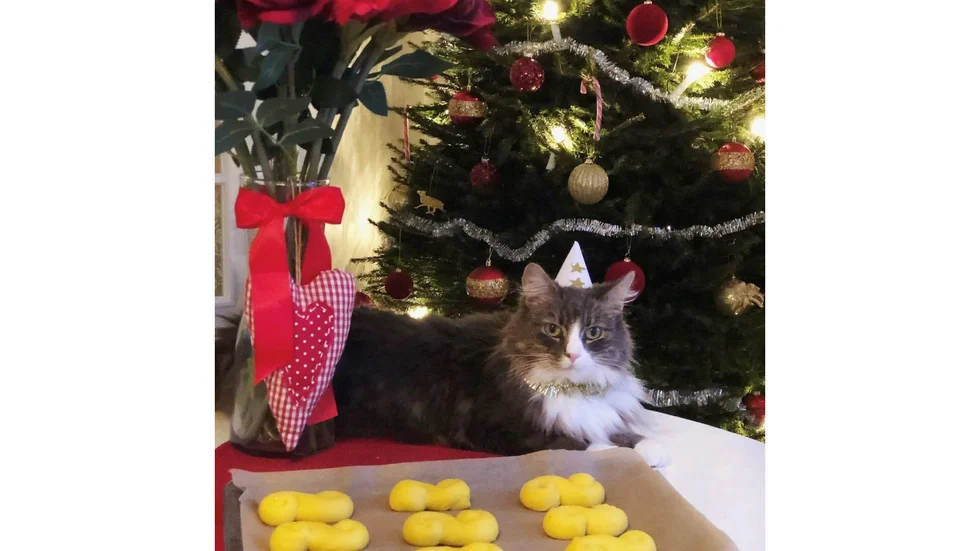 Misse blev årets lussekatt. Han gillar att slå in julklappar och hänga med matte när hon bakar.