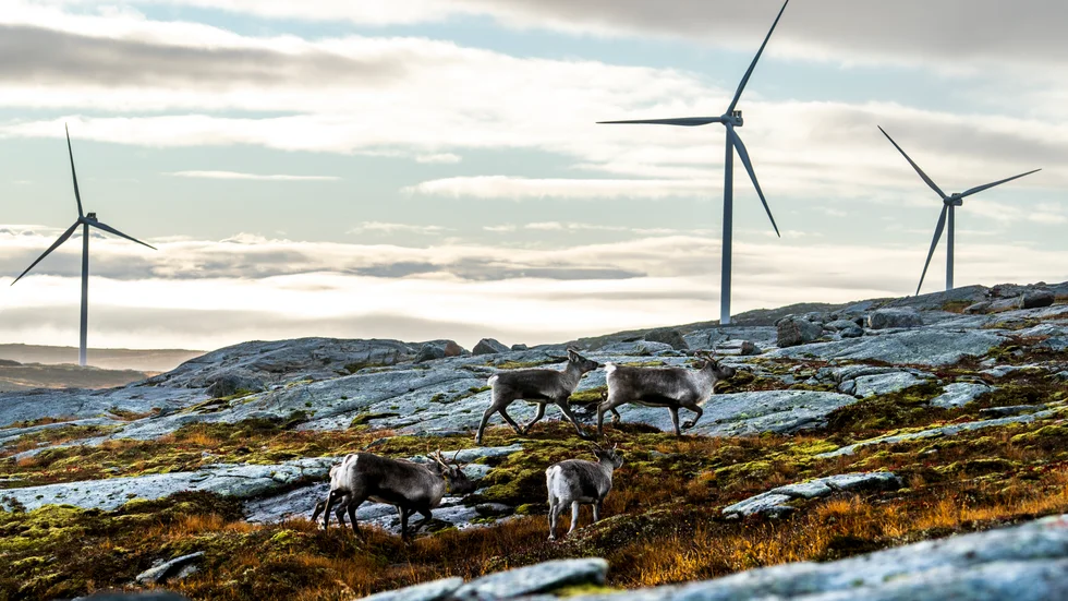 Framtidens behov av trädråvaror kommer skapa stora konflikter mellan viktiga intressen som vindkraft, skog- och rennäring, menar skribenten.