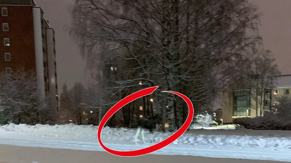  Nu har en älg klivit iväg över Hertsövägen och verkar vara på väg mot Coop. 