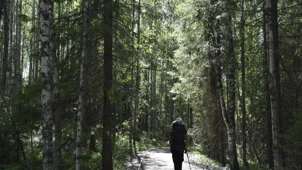 Klimatvandringen går till Gammelstadsvikens naturreservat som är en utmärkt plats för den som vill kika på fåglar.