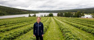 Jordgubbarna har mognat tidigare än vanligt