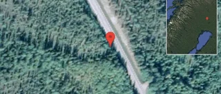Renar på vägen på väg 99