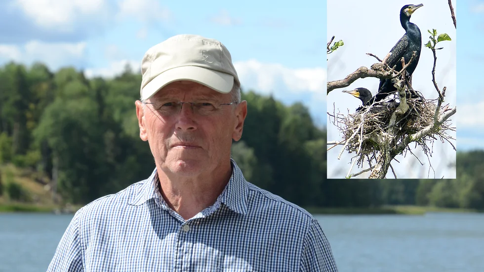 Mats Gärling menar att man från länsstyrelsens sida behöver göra något radikalt för att bli av med skarven. 