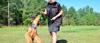 Hundens vecka i Vimmerby – aktiviteter för hundägare