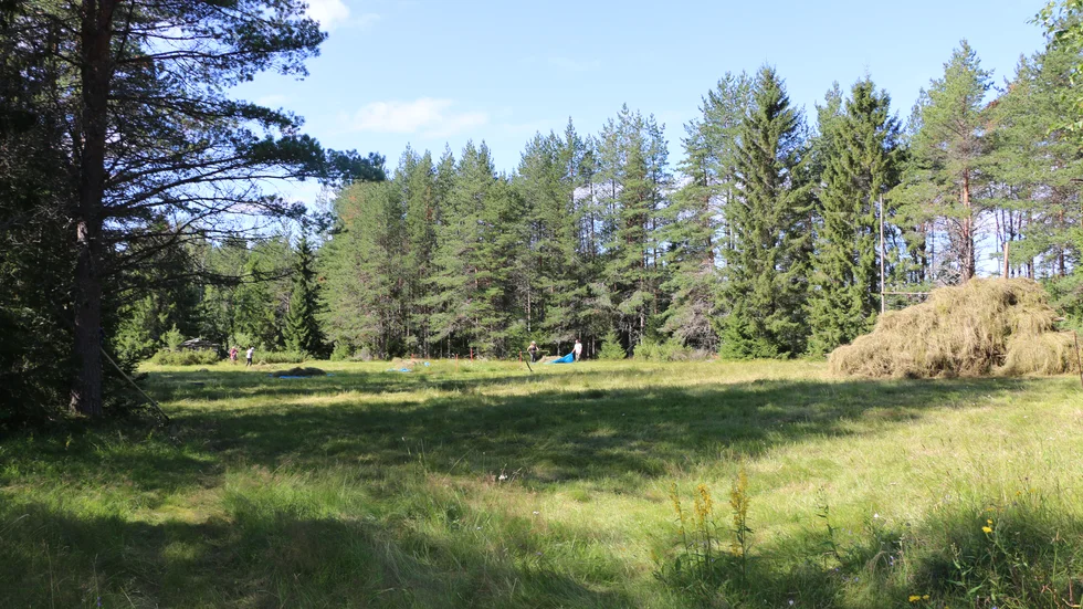 Lappbodarnas slåtterförening arrangerar fagning (räfsning och städning) av slåtterängen i Norrfjärden på Biologiska mångfaldens dag. (Arkivbild)