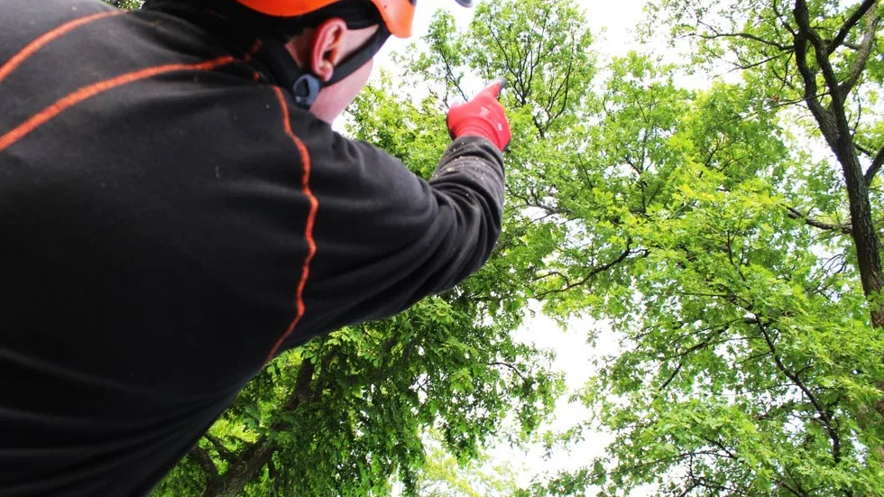 Jiri Dolezal är arborist och säger att det är viktigt att ta bort almar som drabbats av almsjuka, sjukdomen sprids snabbt.