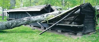 Jättebjörken krossade kulturhus