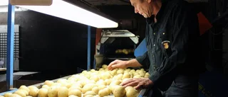 "Det är en skräck att få frusen potatis"
