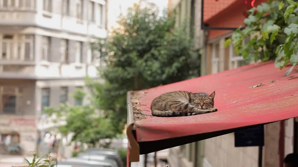 "Kedi" tar med publiken på kattjakt i Istanbul, där det svårtflörtade sällskapsdjuret behandlas med stor respekt och kärlek.