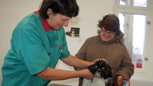 Veterinären Ann-Charlott Johansson undersöker Shih-tzu-valpen Moltas tänder, matte Johanna Ström ser på.