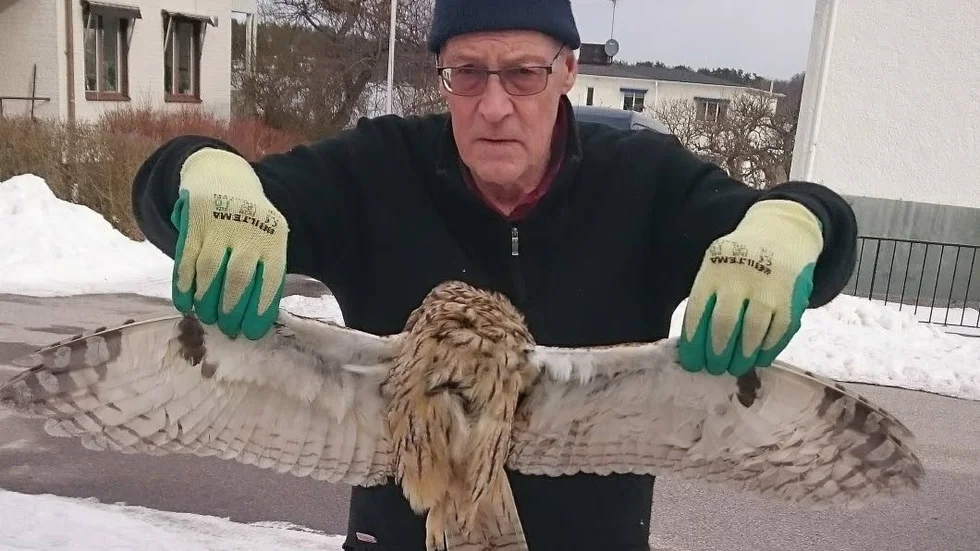 Hornuggla. Bo Lewander från fågelklubben med en död hornuggla, som hittats vid Vångsunda.