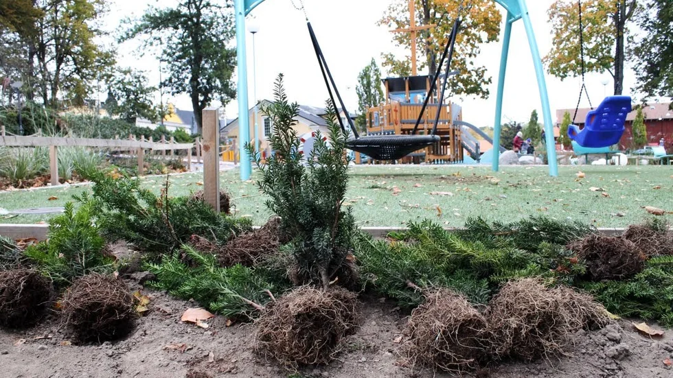 Idegranshäcken omger lekparken, som invigdes för mindre än ett år sedan.