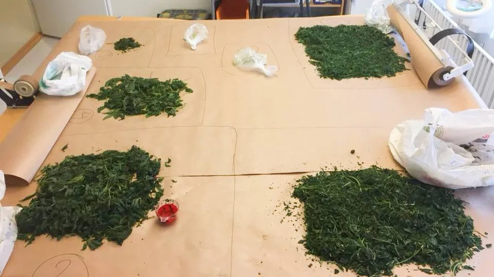 Beslag. Nedklippta cannabisplantor som polisen nyligen beslagtog från en lokal odlare.