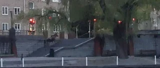 Dramatik när älg simmade in i stan
