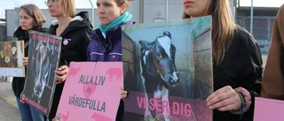De protesterar mot djurslakten