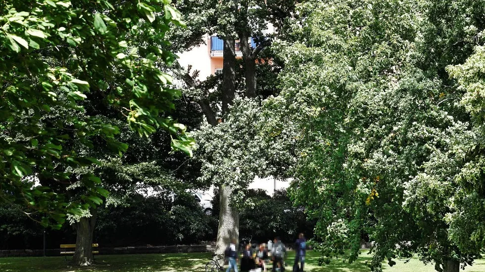 Det är förbjudet att dricka alkohol i Stadsparken, men reglerna efterföljs inte. Under sommaren har polisen fått upprepade samtal om störningar.