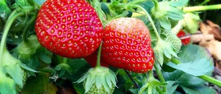 Quiz: Vad kan du om jordgubbar?