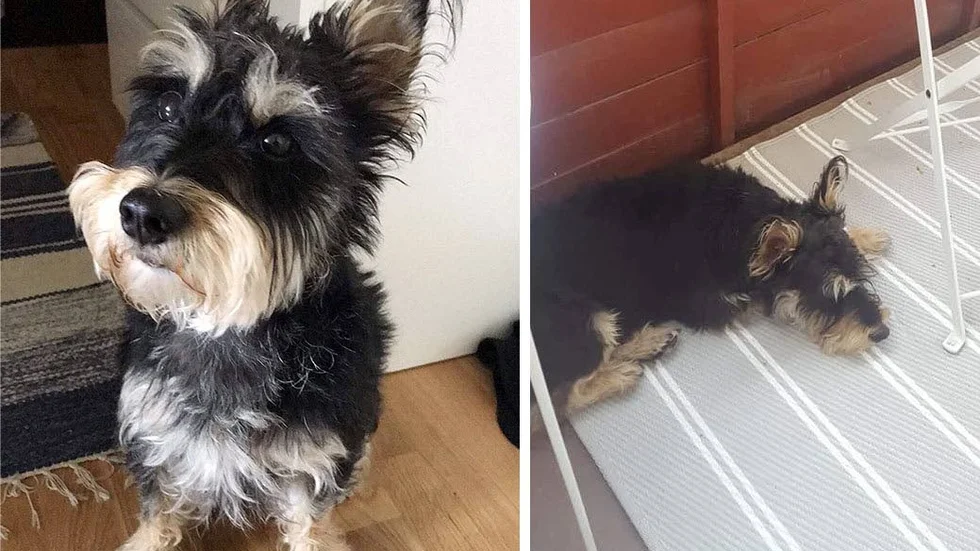 Tuffe blev bara sex år. I lördags attackerades han av en större hund och fick så svåra skador att han fick avlivas.