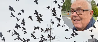 Invasion av kajor i Eskilstuna – har föda i överflöd: "Gäller att se till att de aldrig får lugn och ro"