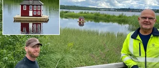 Nu flyttar fåglarna in i rådhuset på Udden i Luleå