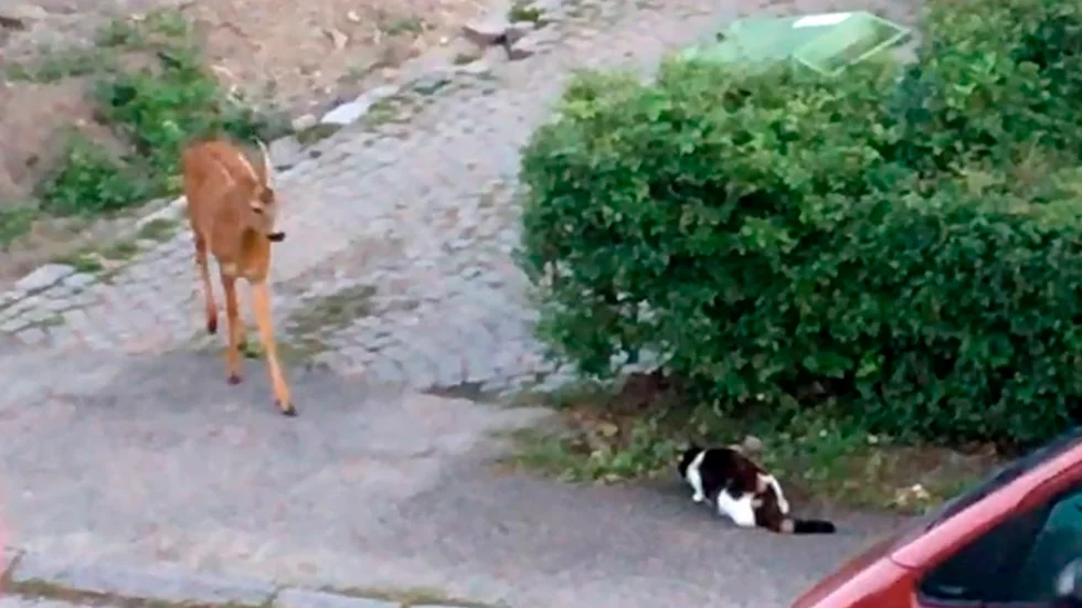 Den något övermodiga katten, sekunden innan modet övergav henne och hon flydde undan sin överman.