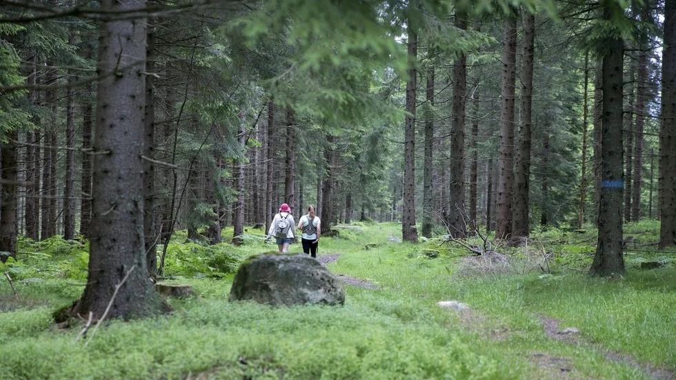 Utländska gäster tar gärna upplevelsen ännu ett steg längre och vill gärna kunna njuta av säsongsbetonad och närodlad mat. Det bästa är att Sverige med enkelhet kan erbjuda allt detta.