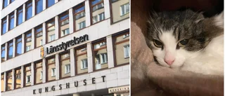 Efter dom om plågade katter – beläggs med djurförbud 
