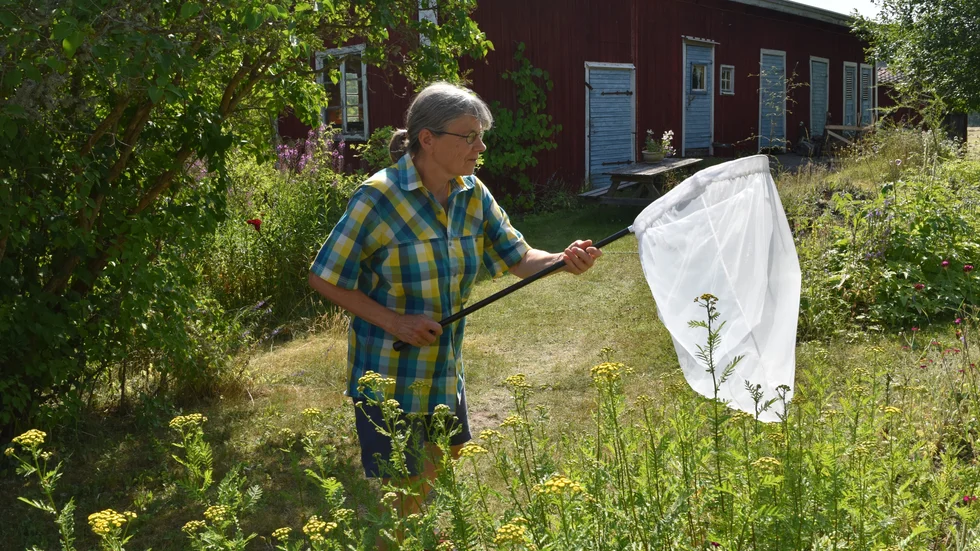 Hildegard fångar upp fjärilar med håven och tittar på dem. 