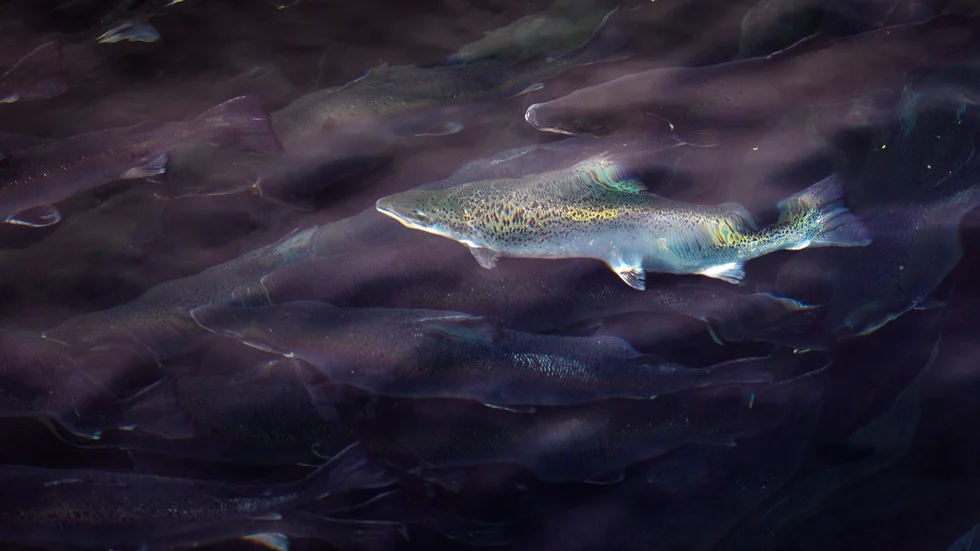 Fiksen i Linaälven riskerar skadas om Hybrits vatten släpps ut den skriver skribenten. "Speciellt laxen behöver mellan 4-6 grader i vattnet för att leka och lägga fiskrom. Får vi en svängande vattentemp i älven blir konsekvenserna att fiskägg dör av allt varmvatten".