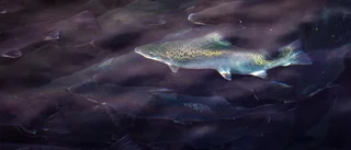 Vad händer med fisken i Linaälven?