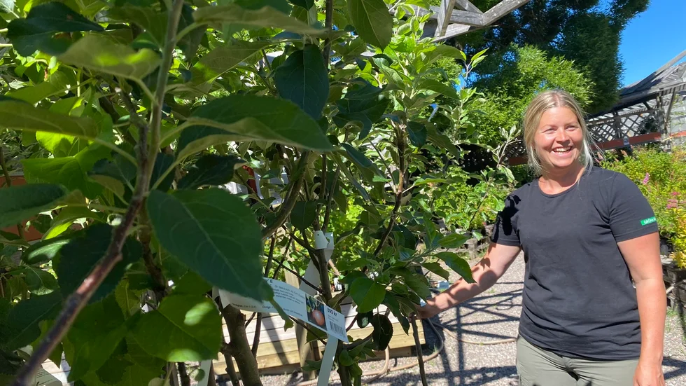 "De flesta beskärningar av träd ligger på cirka 600 kronor i timmen, och efter avdraget blir det 300 kronor", säger Susanne Erixon. 