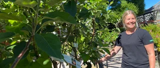 Rutavdragen för trädgårdsarbete har fördubblats i länet • 19 miljoner i Enköping • Kritiken: "Är för de rikaste"