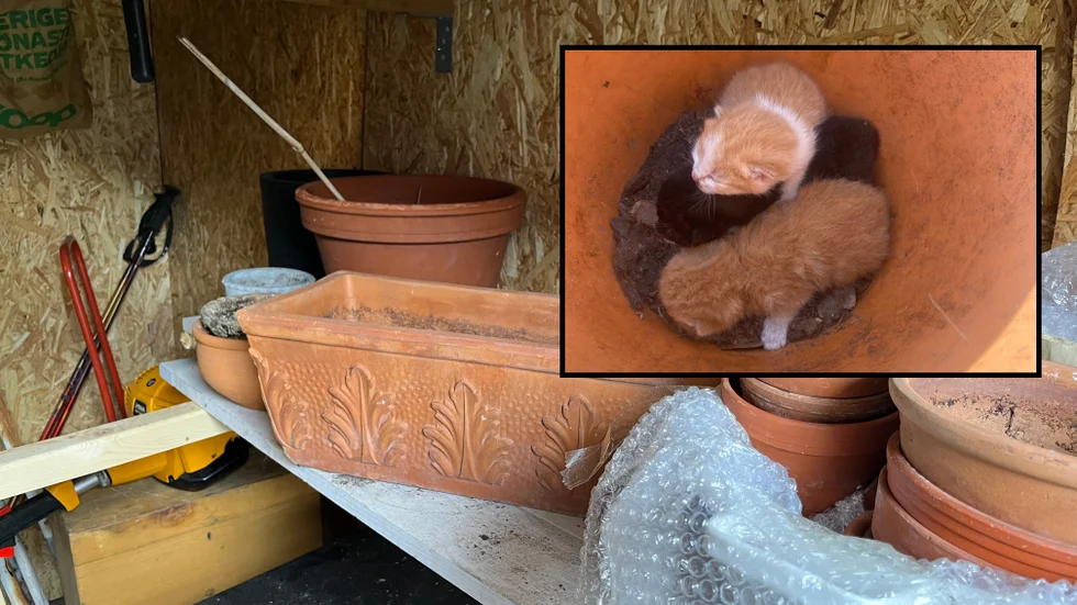 Sussi Nordlund och hennes man hittade tre övergivna kattungar i en kruka i bodan. Efter snabba insatser kunde ungarna räddas och återbördas till deras mamma, som flyttat med ägaren till annan adress.