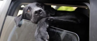 Hund räddad ur varm bil vid Mälarsjukhuset