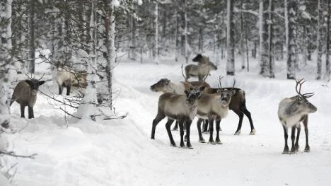 Sirges och Jåhkågasska samebyar har sina vinterbetesmarker nära Kallakområdet, där en gruva planeras. Nu är samebyarna på krigsstigen och anklagar Beowulf mining för att vara oseriöst.