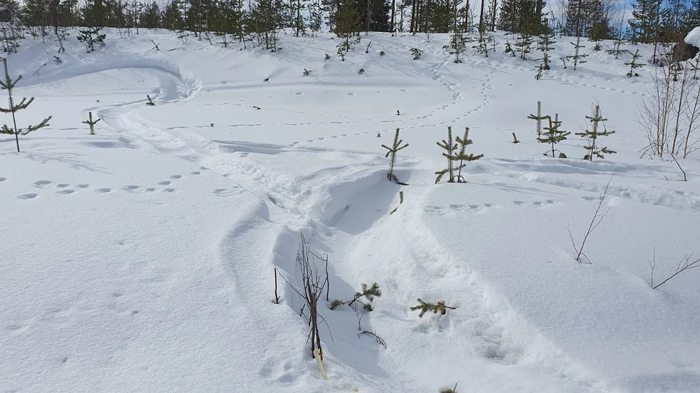 Synen av överkörda tallplantor mötte insändarskribenten.    