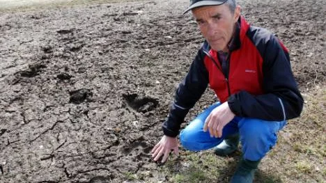 Bo Boström känner på de stora fotspåren som björnen lämnade efter sig i familjens potatisland i Norra Bredåker. " Vi bor i ett villaområde som byggdes i mitten på 1970-talet och som ligger mitt i byn.FOTO: Lena Leffler