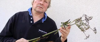 Giftig ört dödade hans boskap