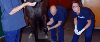 En veterinär till