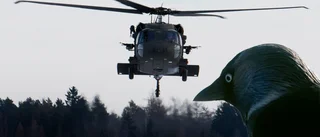 Fåglar riskerar säkerheten på Malmen