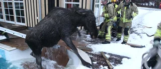 Älg gick ner sig i pool - räddades och försvann