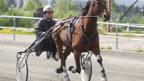 På väg mot en efterlängtad V75-seger? Hemmastoet Flicka Rigas är inne på sin sista tävlingssäsong. Och ägaren                      och tränaren Ola Johansson har en dröm - att hans stjärntravare ska få kröna sin karriär med en V75-seger. Och enligt Johansson finns det riktigt bra chanser att lyckas nå målet. "Dunderfin. Jag har svårt att se att någon ska                          springa ifrån henne", säger han efter onsdagens snabbjobb.