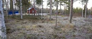 Tomtrea i Ydre - en krona för villatomt