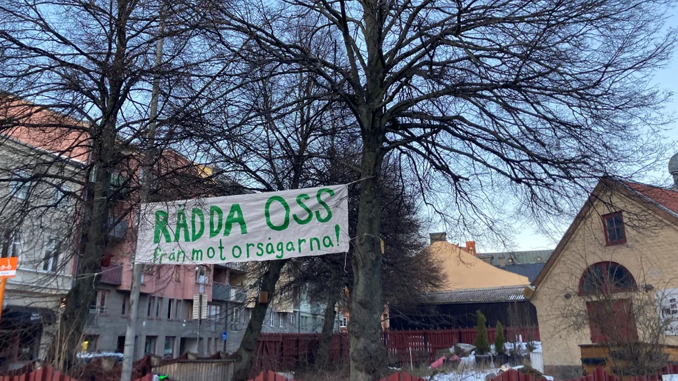 Just de här två träden där banderollen hänger får vara kvar. I bakgrunden syns några av de skogslönnar längs Bredgatan som däremot kommer att tas ner om detaljplanen vinner laga kraft.