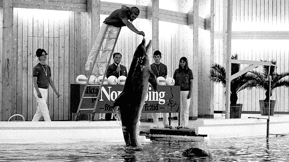 På bara ett par veckor hade Hans Jürgen Klinkert och hans medhjälpare fått delfinerna att klara ett imponerande program, lagom till invigningen den 4 juli 1969.