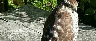 Finbesök i trädgården