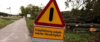 Hur ersätts de fällda träden?