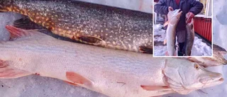 Unika fångsten i Göksjön – En vit gädda: ”Om karln min får bestämma ska den stoppas upp”