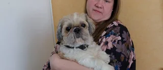 Tredubbel räkning för hunden Elton